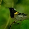 Medosavka hvizdava - Notiomystis cincta - Stitchbird - Hihi 4893u